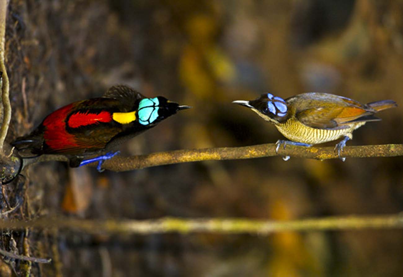 Wilson Paradicsommadara2