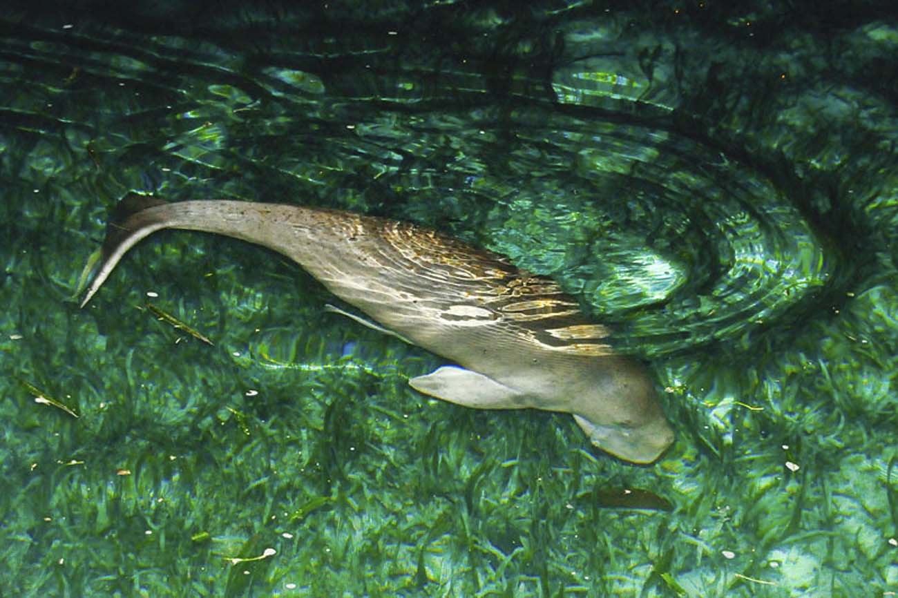 Dugong